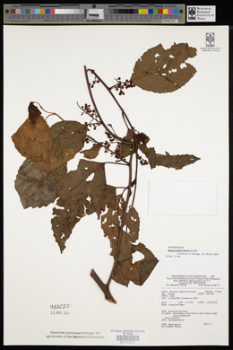 Maesa indica image