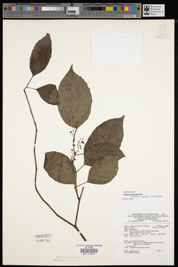 Media resource of Maesa denticulata