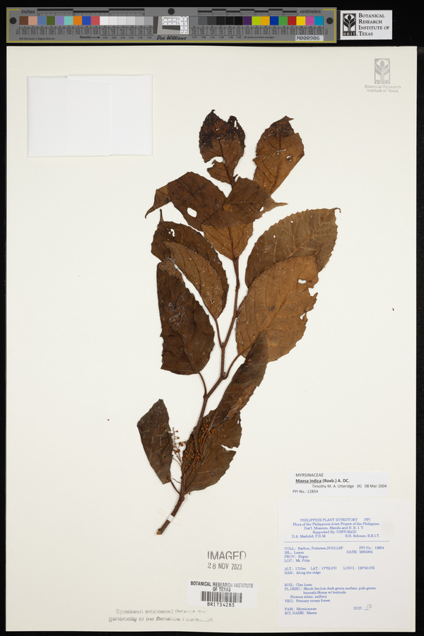 Maesa indica image
