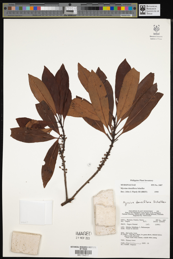 Myrsine densiflora image