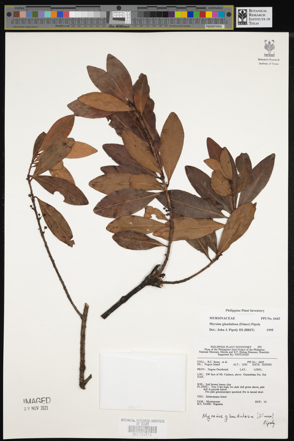 Myrsine glandulosa image