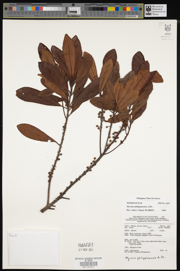 Myrsine philippinensis image