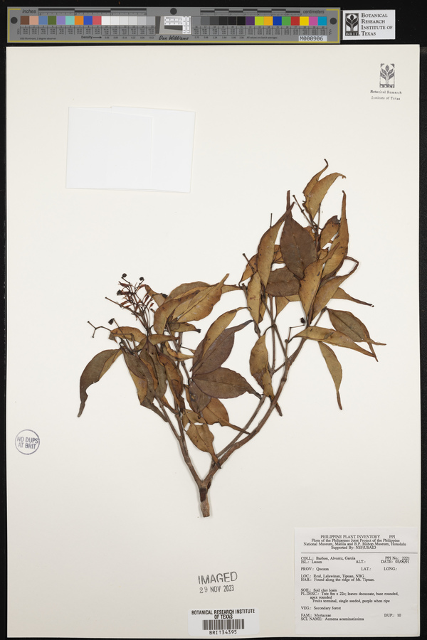 Syzygium acuminatissimum image