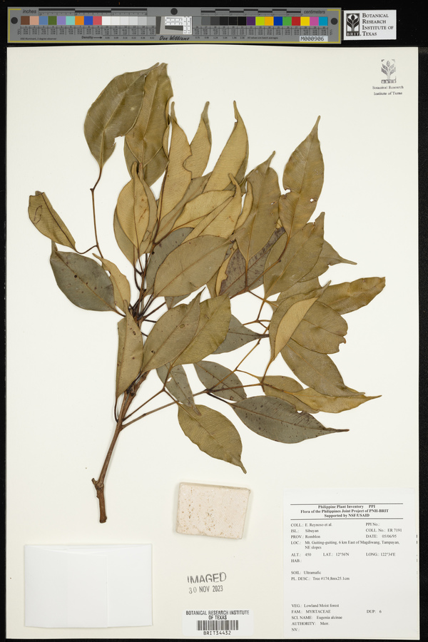 Syzygium leucoxylon image