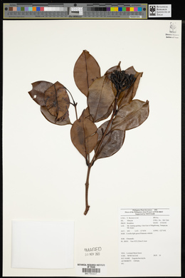Syzygium leucoxylon image