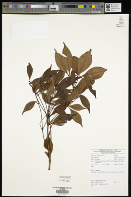 Syzygium leucoxylon image