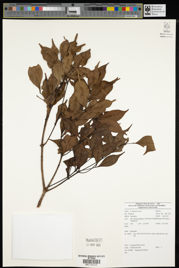 Syzygium leucoxylon image