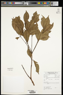 Syzygium clavellatum image