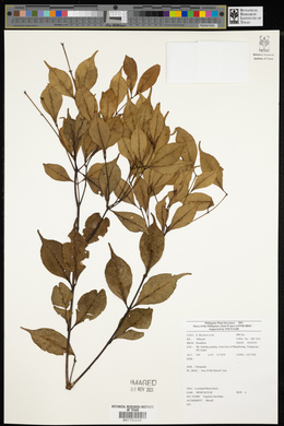 Syzygium clavellatum image