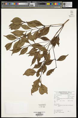 Syzygium clavellatum image