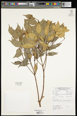 Syzygium clavellatum image