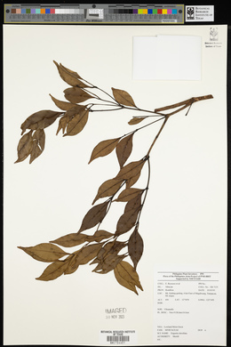 Syzygium clavellatum image