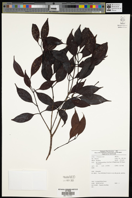 Syzygium clavellatum image