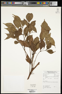 Syzygium clavellatum image