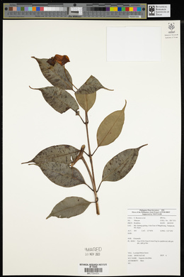 Syzygium clavellatum image