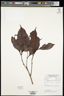 Syzygium clavellatum image