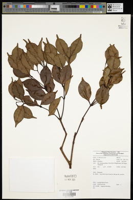 Syzygium clavellatum image