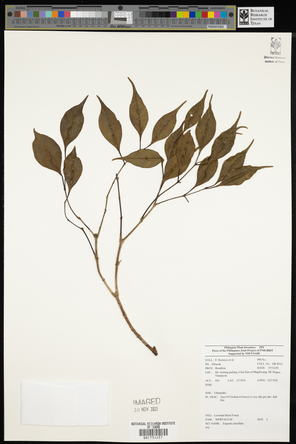 Syzygium clavellatum image