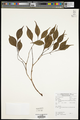 Image of Syzygium clavellatum