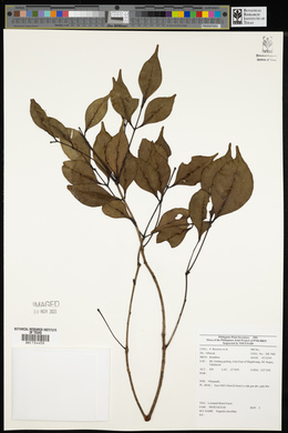 Syzygium clavellatum image