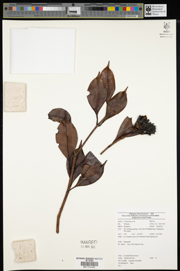 Syzygium clavellatum image