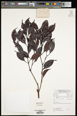 Syzygium decipiens image