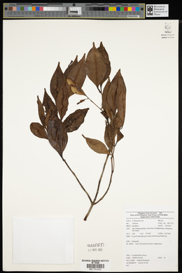 Syzygium decipiens image