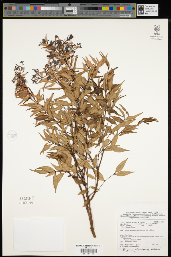 Syzygium antisepticum image