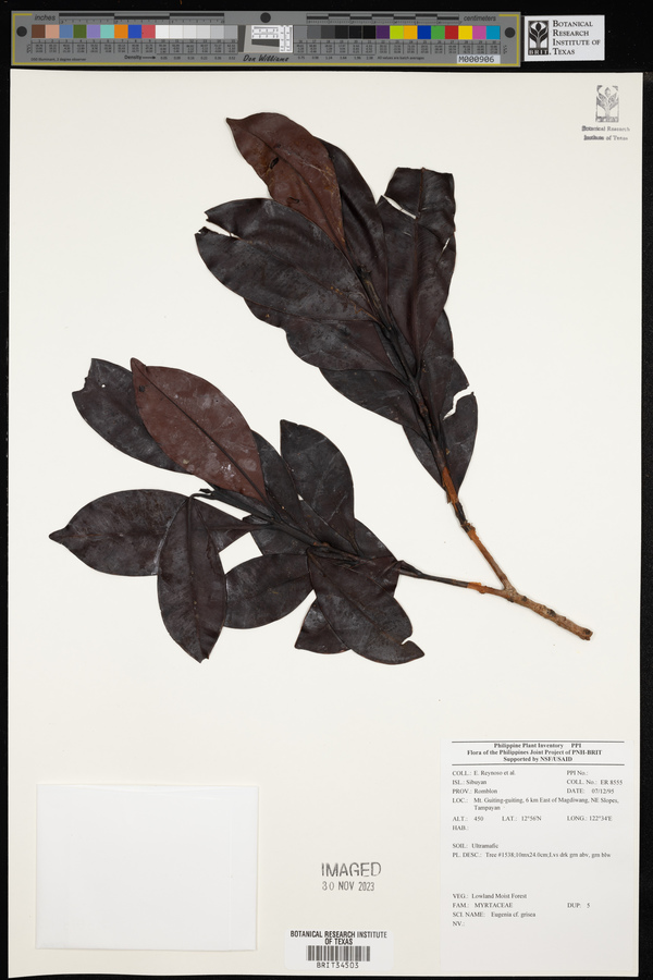 Syzygium griseum image