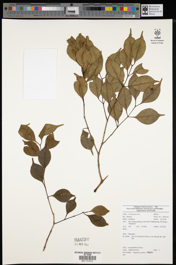 Syzygium griseum image