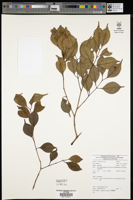 Image of Syzygium griseum