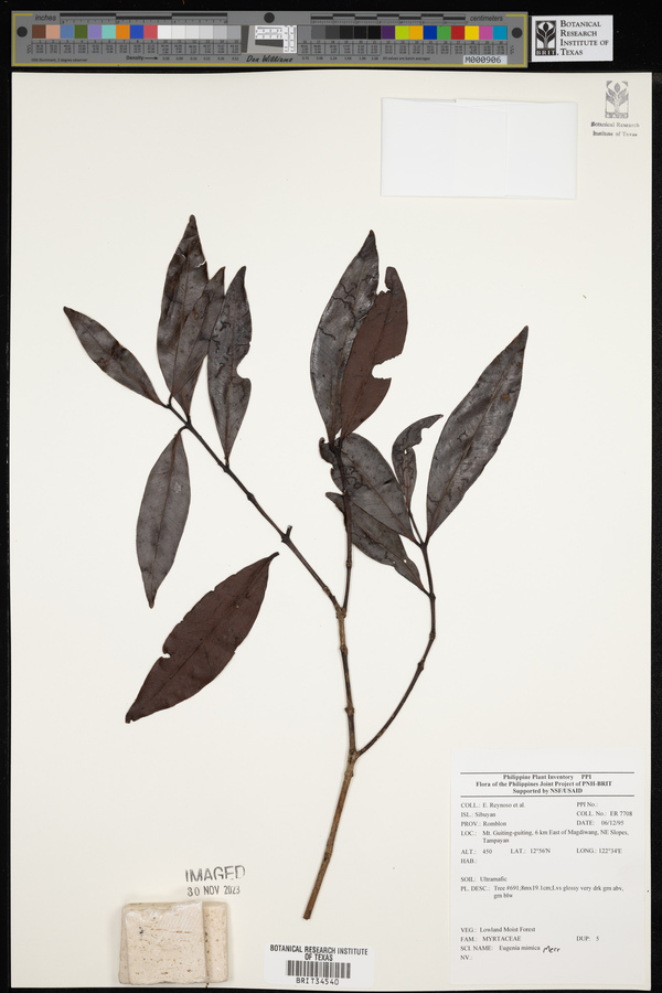 Syzygium mimicum image