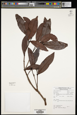 Syzygium mimicum image