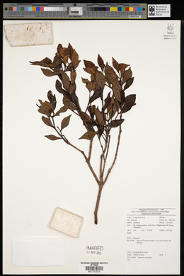 Syzygium subcaudatum image