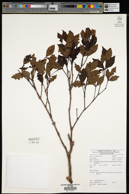 Syzygium subcaudatum image