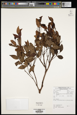 Syzygium subcaudatum image