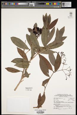 Image of Syzygium claviflorum