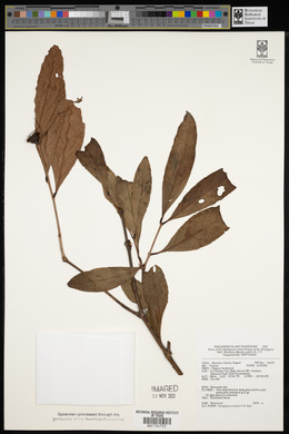 Syzygium everettii image