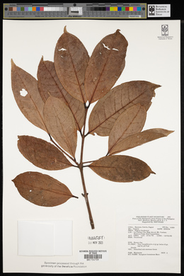 Image of Syzygium luzonense