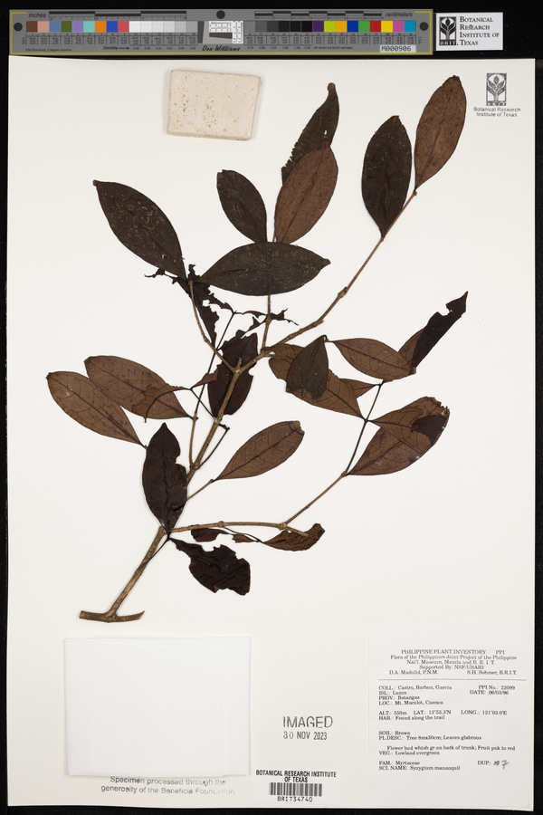 Syzygium mananquil image