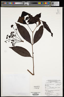 Syzygium mananquil image