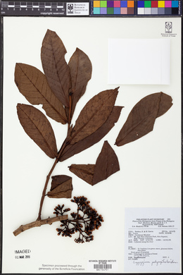 Syzygium polycephaloides image