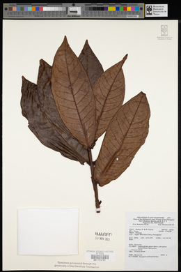 Syzygium polycephaloides image