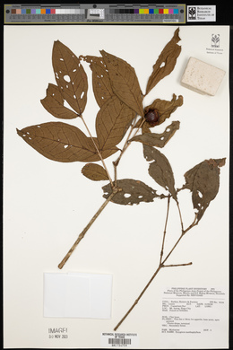 Syzygium xanthophyllum image