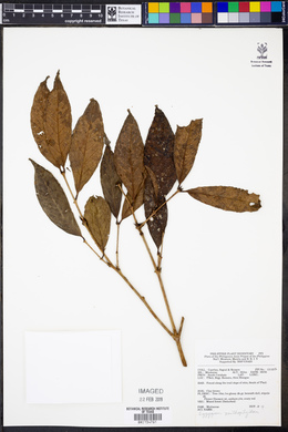 Syzygium xanthophyllum image