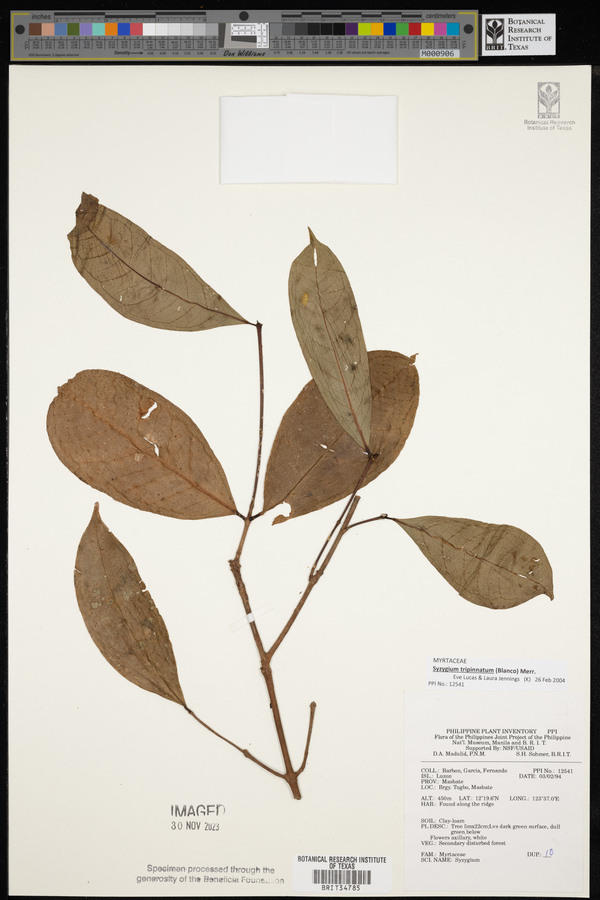 Syzygium tripinnatum image