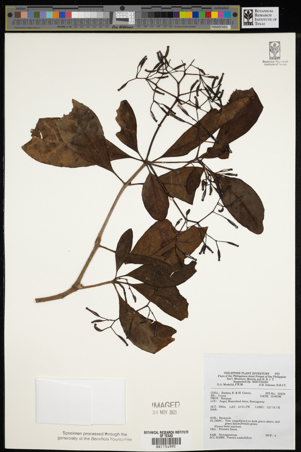 Pisonia umbellifera image