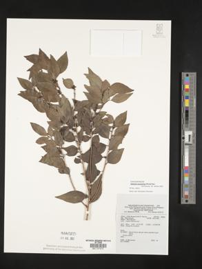 Image Associated With the Occurence