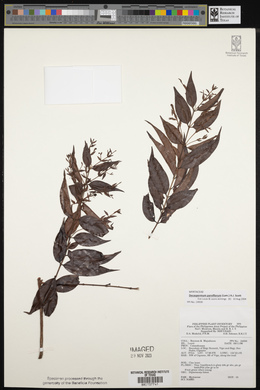 Decaspermum parviflorum image