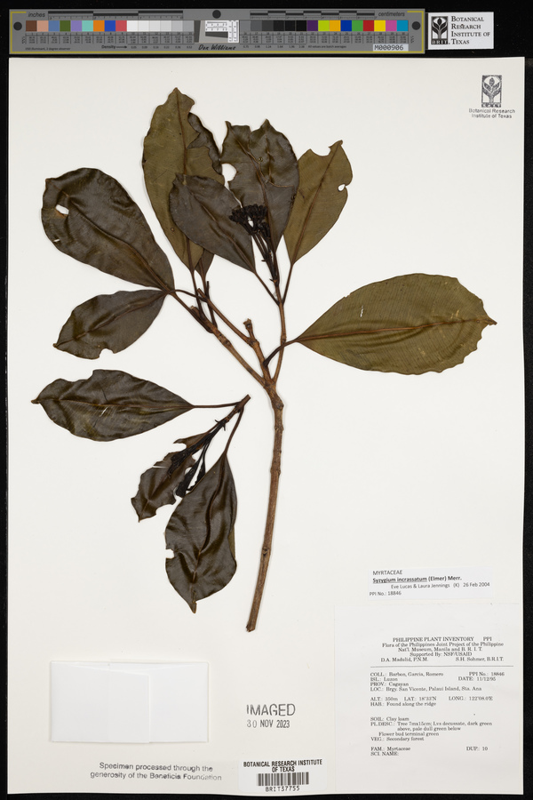 Syzygium incrassatum image